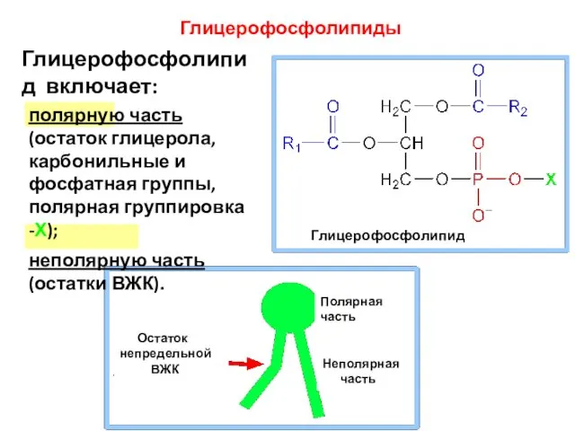 Глицерофосфолипид включает: полярную часть (остаток глицерола, карбонильные и фосфатная группы, полярная