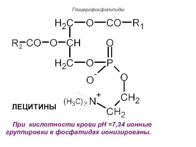 ЛЕЦИТИНЫ Глицерофосфолипиды При кислотности крови рН =7,34 ионные группировки в фосфатидах ионизированы.