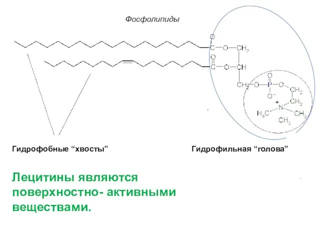 Гидрофобные “хвосты” Гидрофильная “голова” Фосфолипиды Лецитины являются поверхностно- активными веществами.
