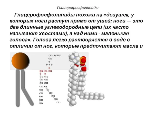 Глицерофосфолипиды похожи на «девушек, у которых ноги растут прямо от ушей;