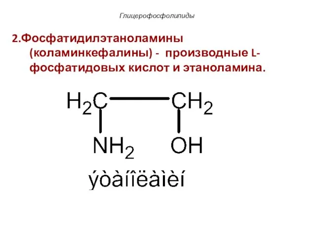 Глицерофосфолипиды 2.Фосфатидилэтаноламины (коламинкефалины) - производные L-фосфатидовых кислот и этаноламина.