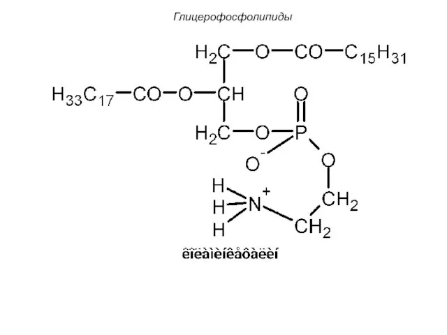 Глицерофосфолипиды