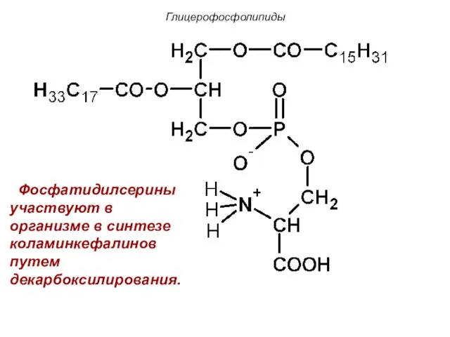 Фосфатидилсерины участвуют в организме в синтезе коламинкефалинов путем декарбоксилирования. Глицерофосфолипиды