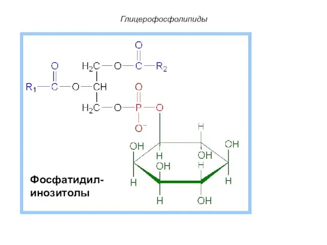 Глицерофосфолипиды Фосфатидил- инозитолы