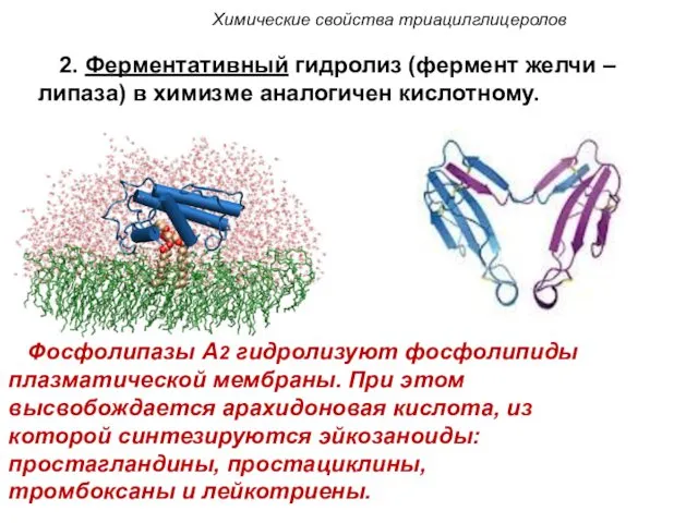 Химические свойства триацилглицеролов 2. Ферментативный гидролиз (фермент желчи – липаза) в