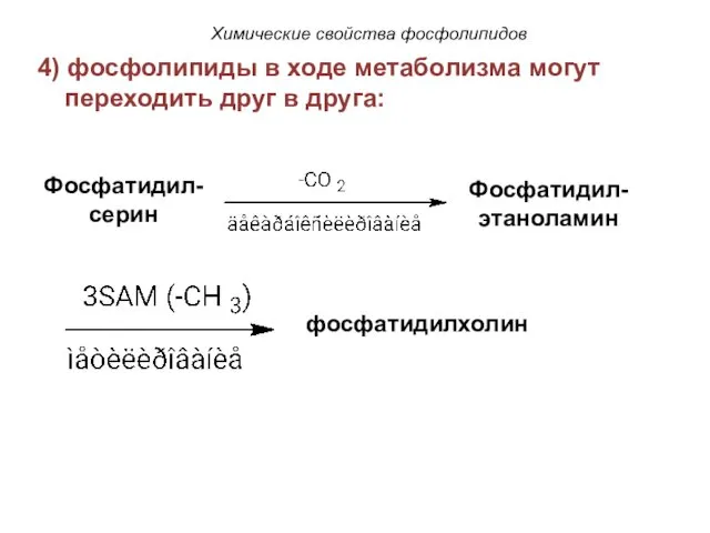 4) фосфолипиды в ходе метаболизма могут переходить друг в друга: Фосфатидил-