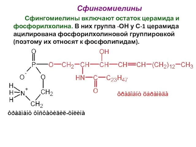 Сфингомиелины включают остаток церамида и фосфорилхолина. В них группа -ОН у