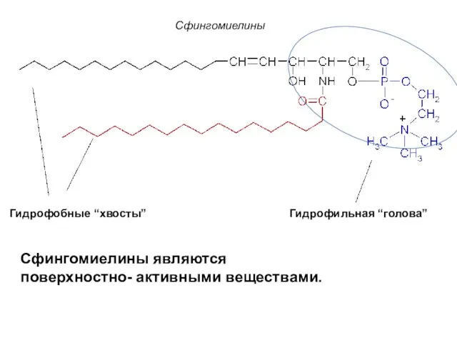 Гидрофобные “хвосты” Гидрофильная “голова” Сфингомиелины Сфингомиелины являются поверхностно- активными веществами.