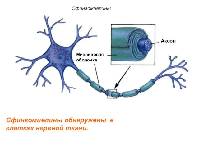 Сфингомиелины Сфингомиелины обнаружены в клетках нервной ткани. Миелиновая оболочка Аксон