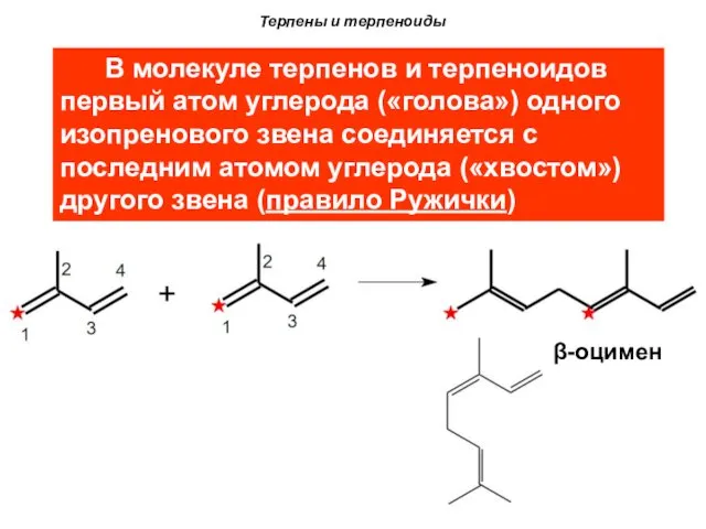 Терпены и терпеноиды β-оцимен В молекуле терпенов и терпеноидов первый атом