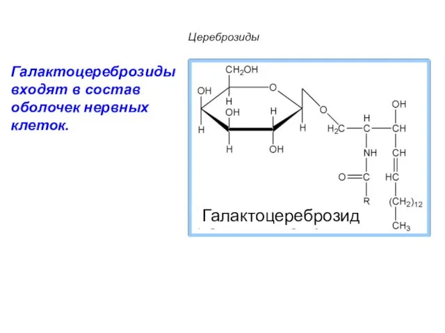 Цереброзиды Галактоцереброзиды входят в состав оболочек нервных клеток. Галактоцереброзид