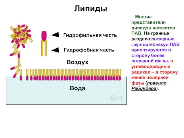 Липиды Воздух Вода Многие представители липидов являются ПАВ. На границе раздела