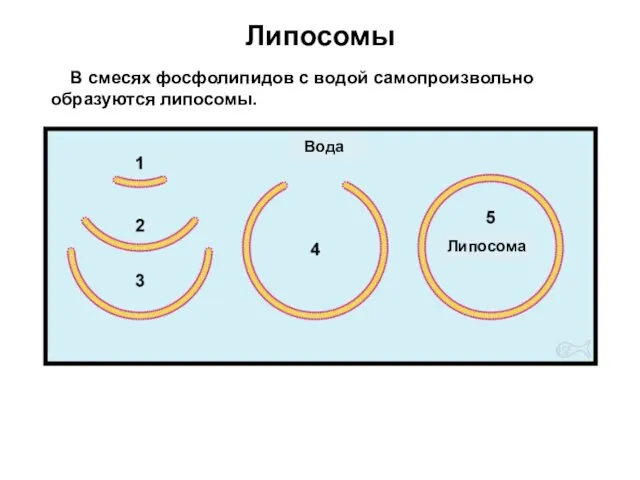 Липосомы В смесях фосфолипидов с водой самопроизвольно образуются липосомы. Вода Липосома