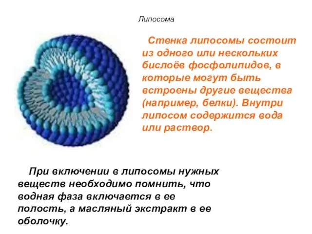 Липосома Стенка липосомы состоит из одного или нескольких бислоёв фосфолипидов, в