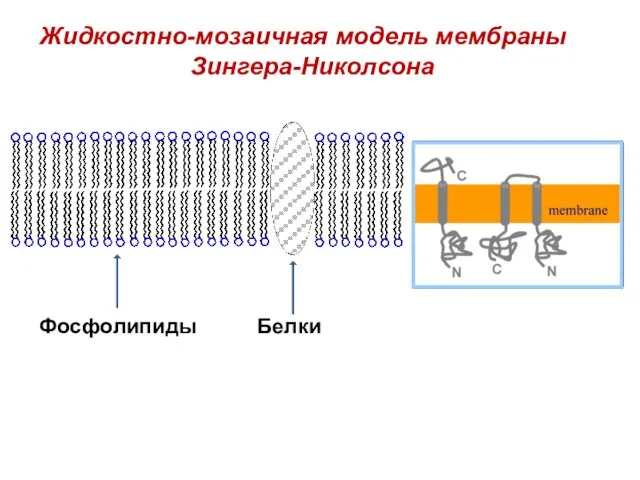 Жидкостно-мозаичная модель мембраны Зингера-Николсона Фосфолипиды Белки