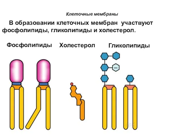 Клеточные мембраны Фосфолипиды Гликолипиды Холестерол В образовании клеточных мембран участвуют фосфолипиды, гликолипиды и холестерол.