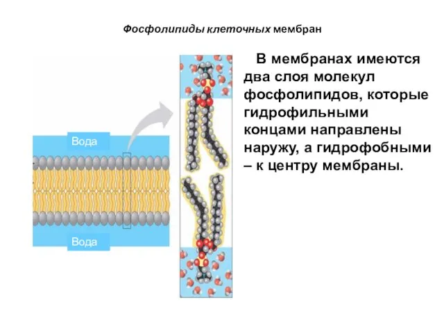 Фосфолипиды клеточных мембран В мембранах имеются два слоя молекул фосфолипидов, которые