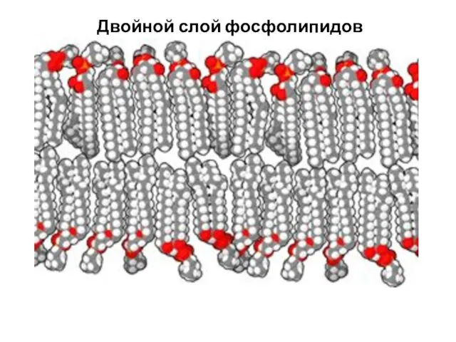 Двойной слой фосфолипидов