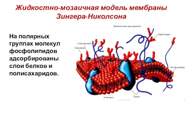 Жидкостно-мозаичная модель мембраны Зингера-Николсона На полярных группах молекул фосфолипидов адсорбированы слои белков и полисахаридов.