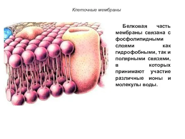 Клеточные мембраны Белковая часть мембраны связана с фосфолипидными слоями как гидрофобными,