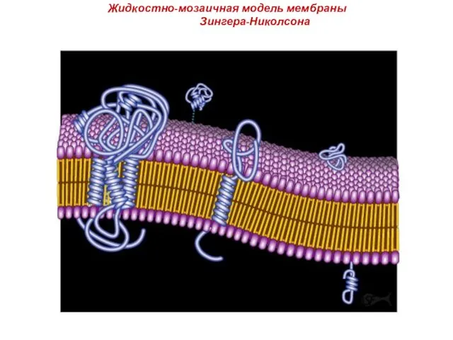 Жидкостно-мозаичная модель мембраны Зингера-Николсона