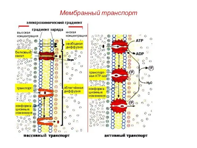 Мембранный транспорт