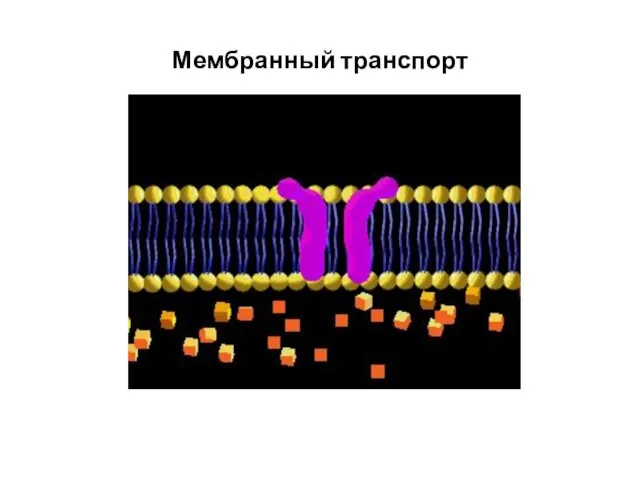 Мембранный транспорт