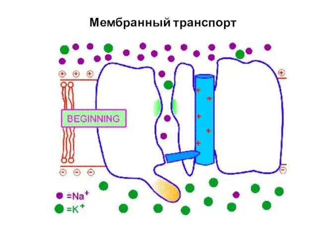 Мембранный транспорт