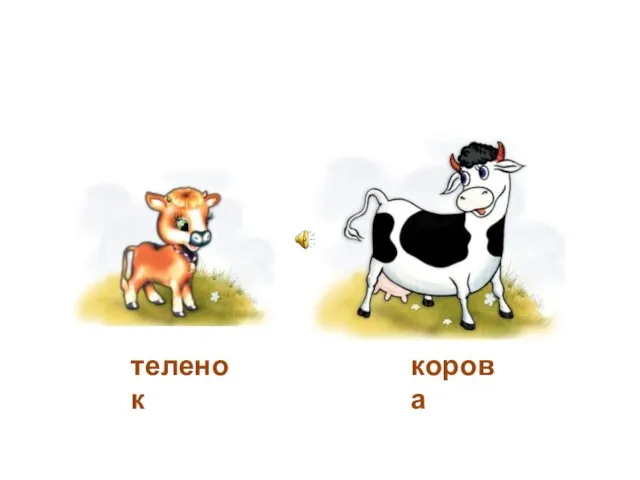 теленок корова