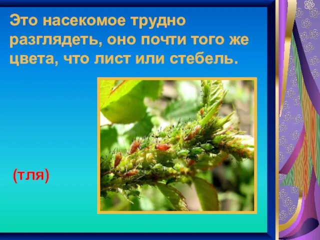 Это насекомое трудно разглядеть, оно почти того же цвета, что лист или стебель. (тля)