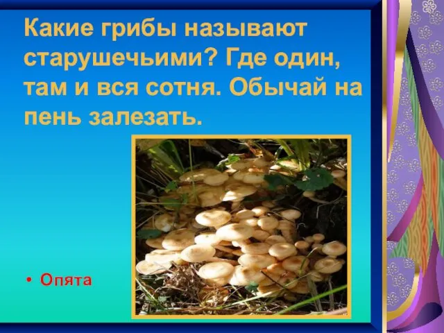 Какие грибы называют старушечьими? Где один, там и вся сотня. Обычай на пень залезать. Опята