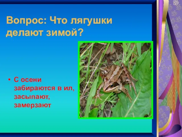 Вопрос: Что лягушки делают зимой? С осени забираются в ил, засыпают, замерзают