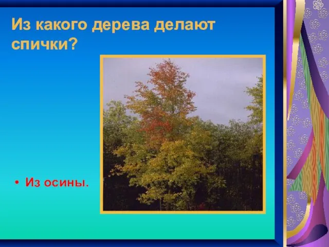 Из какого дерева делают спички? Из осины.