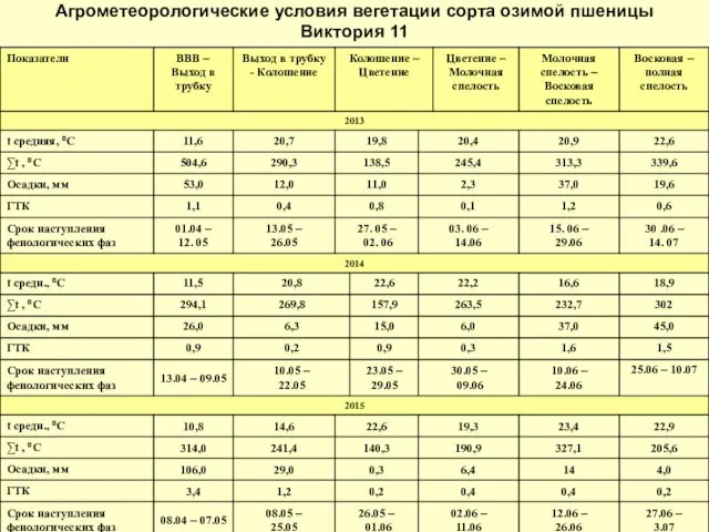 Агрометеорологические условия вегетации сорта озимой пшеницы Виктория 11