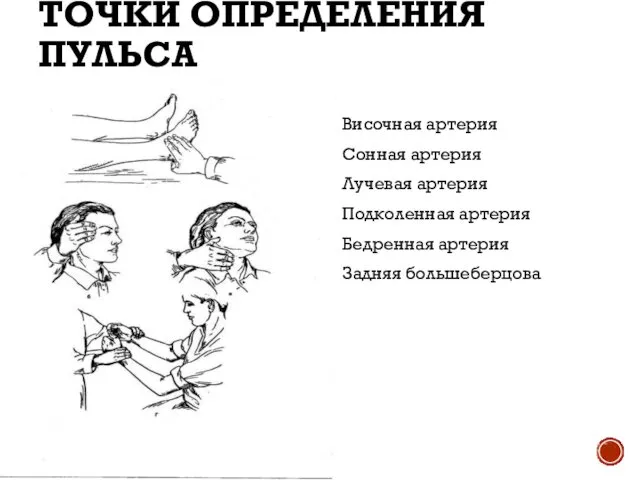 ТОЧКИ ОПРЕДЕЛЕНИЯ ПУЛЬСА Височная артерия Сонная артерия Лучевая артерия Подколенная артерия Бедренная артерия Задняя большеберцова