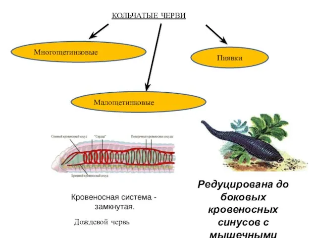 КОЛЬЧАТЫЕ ЧЕРВИ Дождевой червь Редуцирована до боковых кровеносных синусов с мышечными стенками Многощетинковые Малощетинковые Пиявки