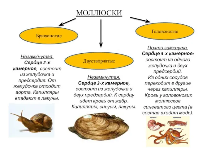 МОЛЛЮСКИ Брюхоногие Двустворчатые Головоногие Незамкнутая. Сердце 2-х камерное, состоит из желудочка