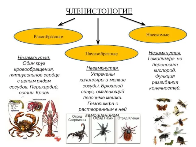 ЧЛЕНИСТОНОГИЕ Ракообразные Паукообразные Насекомые Незамкнутая. Один круг кровообращения, пятиугольное сердце с