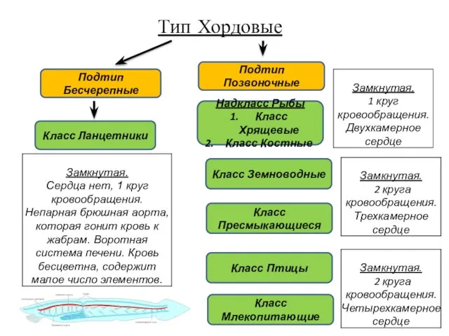 Тип Хордовые Подтип Бесчерепные Подтип Позвоночные Класс Ланцетники Надкласс Рыбы Класс