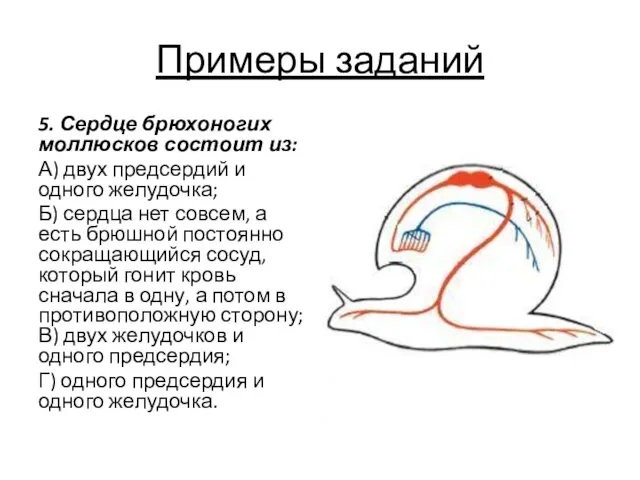 Примеры заданий 5. Сердце брюхоногих моллюсков состоит из: А) двух предсердий