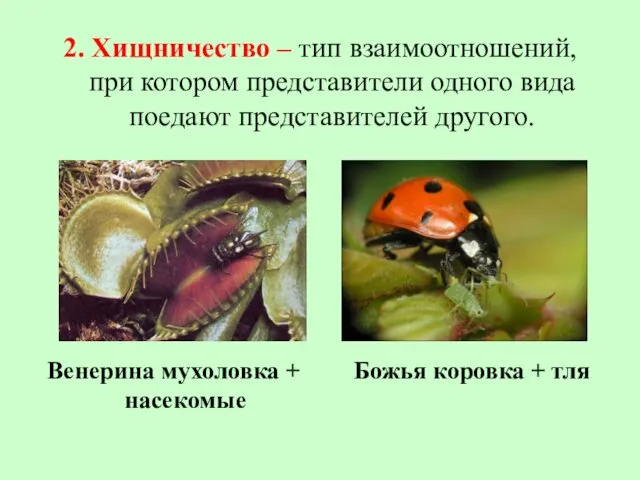 2. Хищничество – тип взаимоотношений, при котором представители одного вида поедают