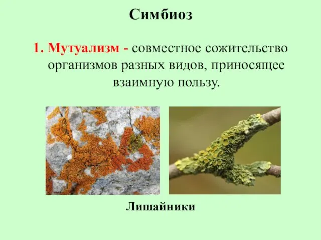 Симбиоз 1. Мутуализм - совместное сожительство организмов разных видов, приносящее взаимную пользу. Лишайники