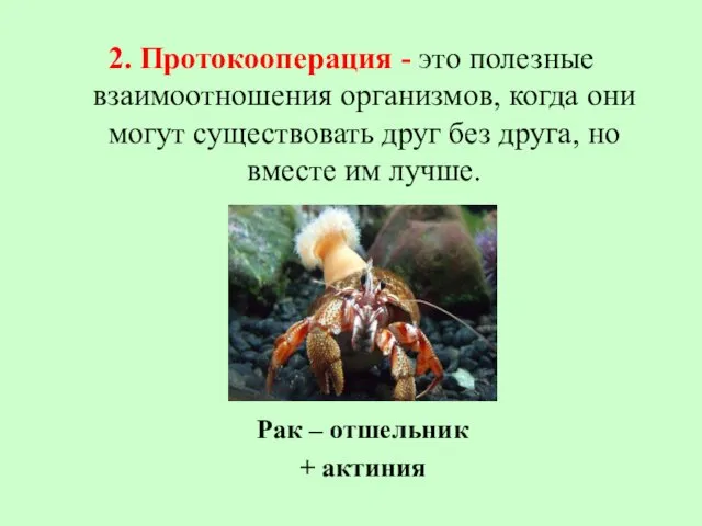 2. Протокооперация - это полезные взаимоотношения организмов, когда они могут существовать