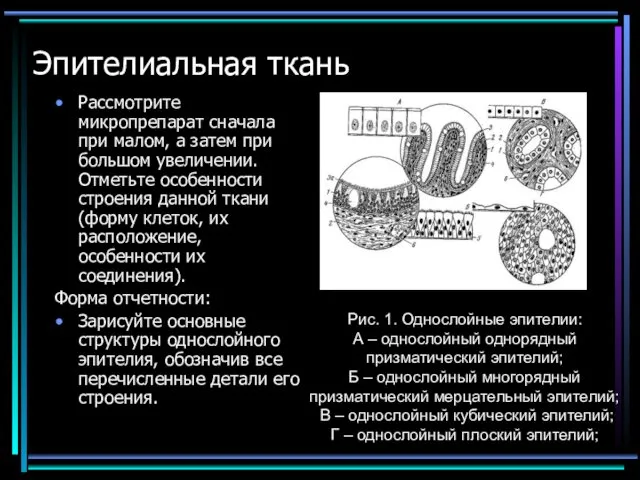 Эпителиальная ткань Рассмотрите микропрепарат сначала при малом, а затем при большом