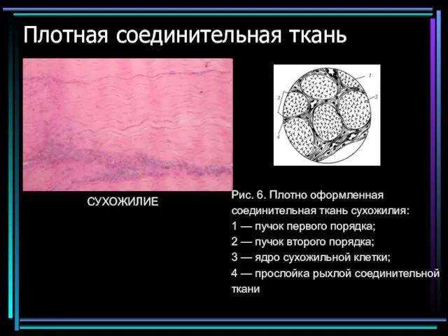 Плотная соединительная ткань Рис. 6. Плотно оформленная соединительная ткань сухожилия: 1