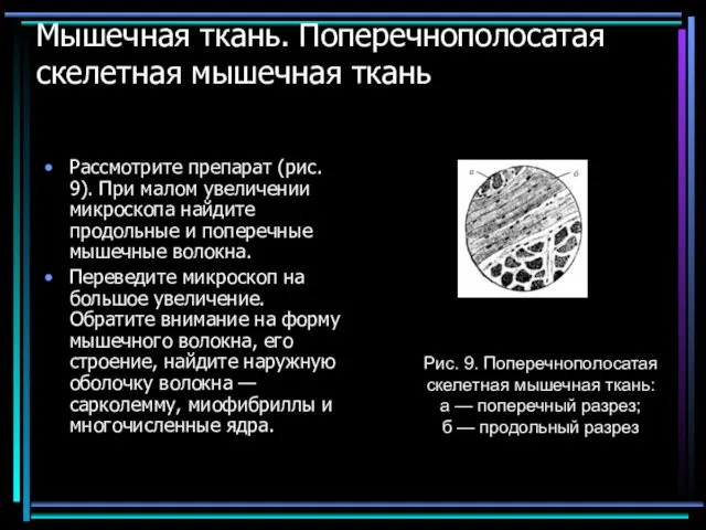 Мышечная ткань. Поперечнополосатая скелетная мышечная ткань Рассмотрите препарат (рис. 9). При