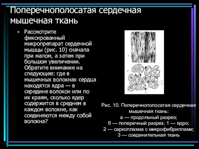 Поперечнополосатая сердечная мышечная ткань Рассмотрите фиксированный микропрепарат сердечной мышцы (рис. 10)