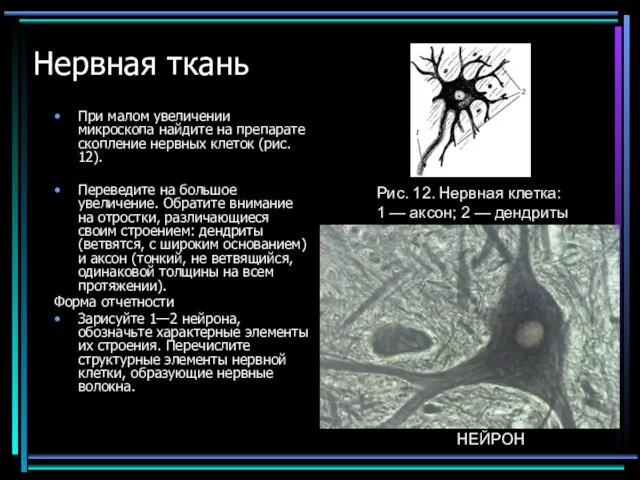 Нервная ткань При малом увеличении микроскопа найдите на препарате скопление нервных