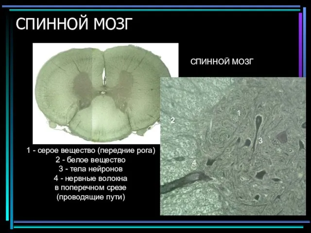 СПИННОЙ МОЗГ СПИННОЙ МОЗГ 1 - серое вещество (передние рога) 2