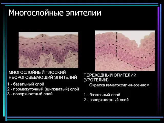 Многослойные эпителии МНОГОСЛОЙНЫЙ ПЛОСКИЙ НЕОРОГОВЕВАЮЩИЙ ЭПИТЕЛИЙ 1 - базальный слой 2